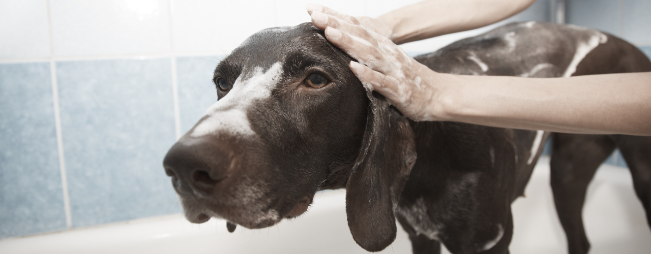 Tips for Surviving Washing Your Dog!