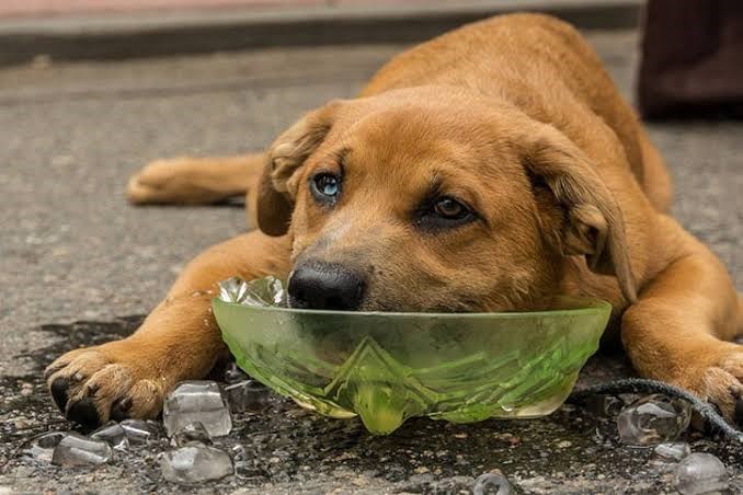 Why a Fan Isn't Enough to Keep Your Dog Cool