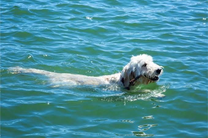 dog swimming