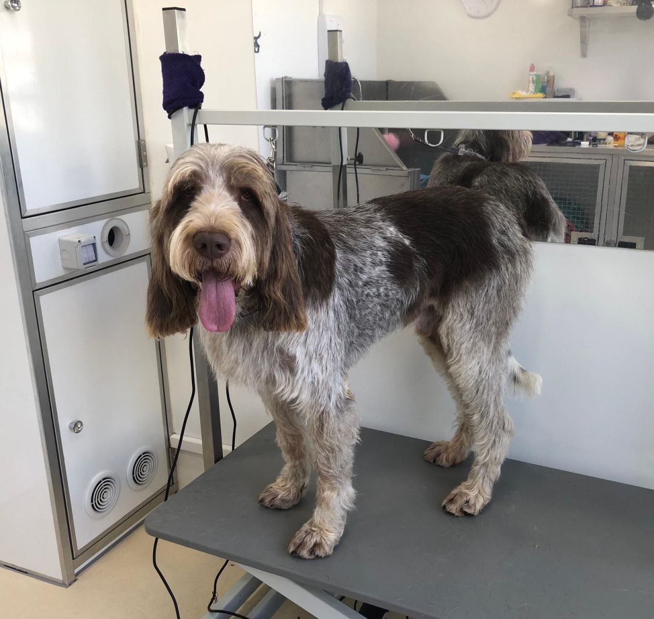 Refreshing Your Dog’s Coat Ready for Summer 
