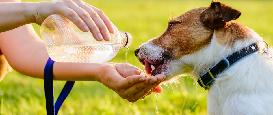 Heat Stroke in Dogs: What to Do in an Emergency 