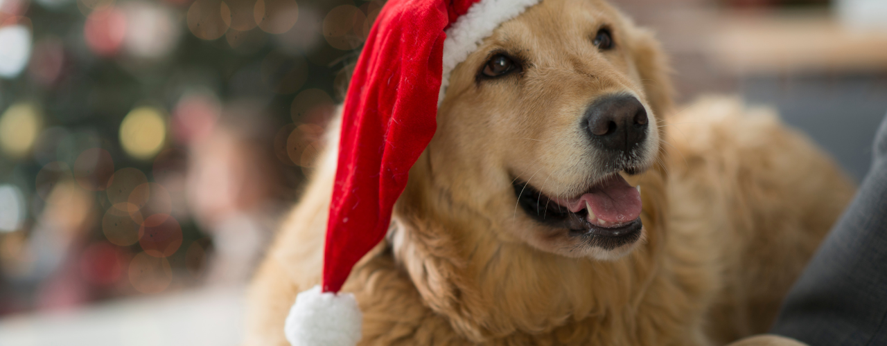 Make it a stress-free and safe Christmas for your dog