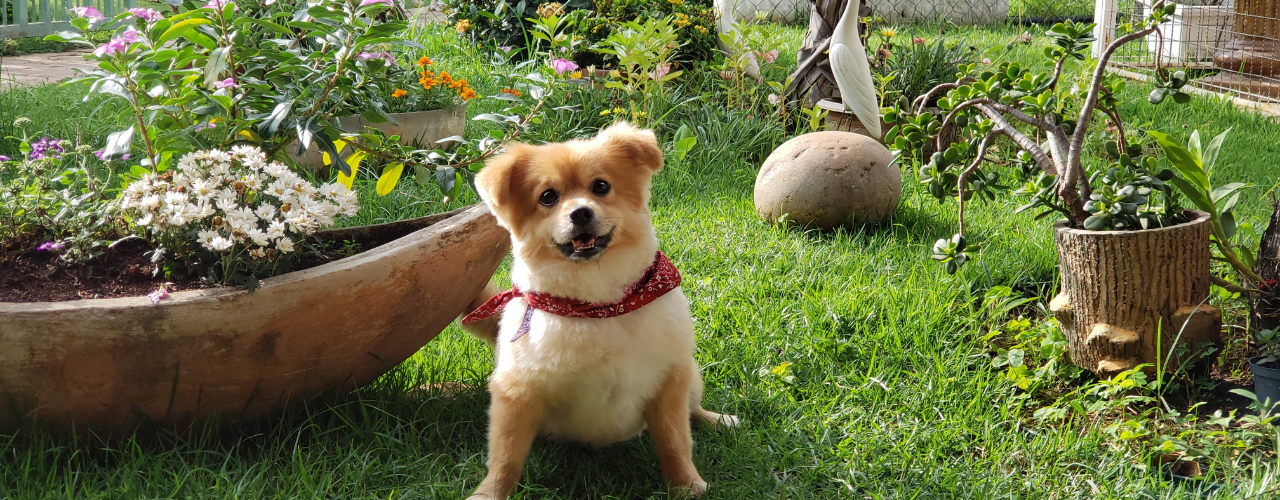 Creating a Sensory Garden for your Dog