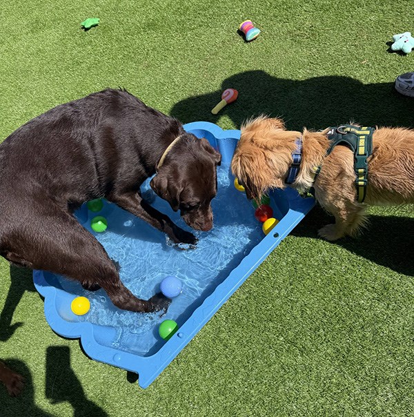 How We Keep Dogs Safe During Hot Summer Weather