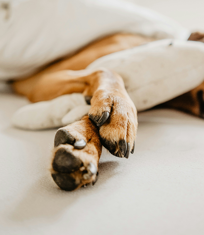 paw