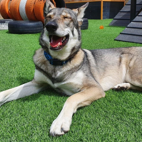 dog daycare review auri