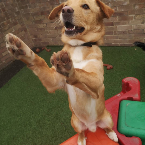 doggy daycare testimonial rafa