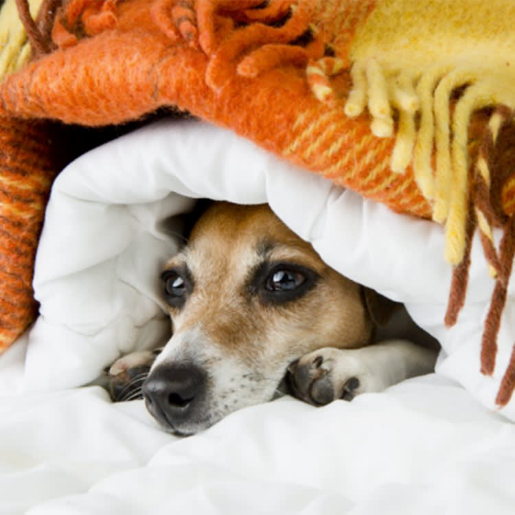 snuggly dog den