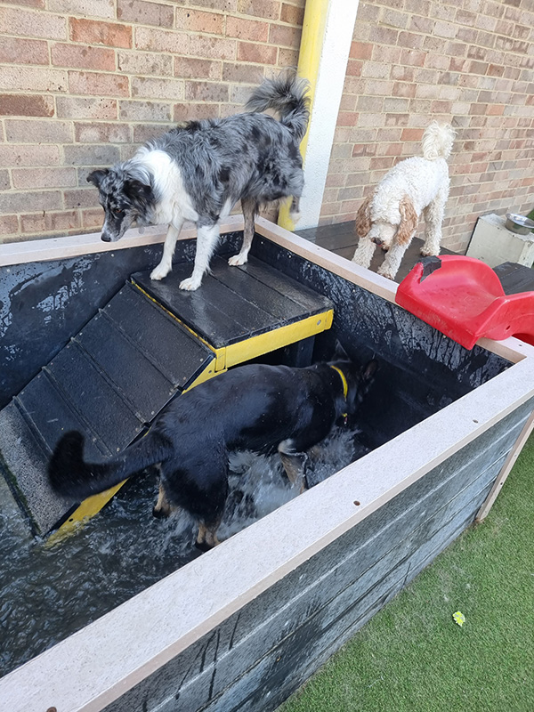 water dogs