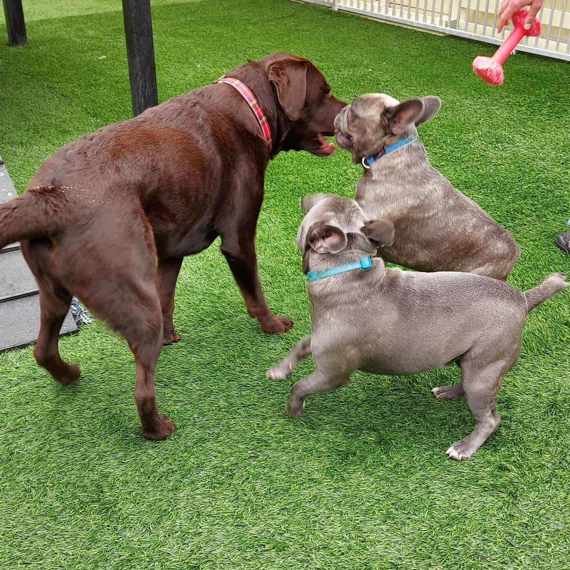 daycare dogs playing outdoors